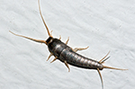 Teligon Pest Control Silverfish