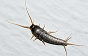 Teligon Pest Control silverfish