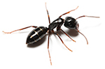 Teligon Pest Control ants