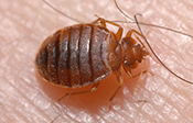 Teligon Pest Control bed bugs