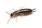 Teligon Pest Control Earwigs