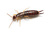 Teligon Pest Control earwigs