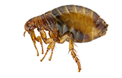 Teligon Pest  Fleas