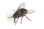 Teligon Pest Control Flies