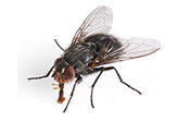 Teligon Pest Control Flies