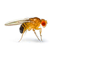 Teligon Pest Control Fruit Flies