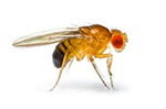 Teligon Pest Control Fruit Flies