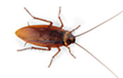 Teligon Pest Control roaches