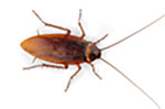 Teligon Pest Control roaches