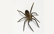 Teligon Pest Control spiders