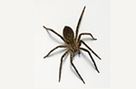 Teligon Pest Control Spiders