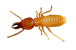 Teligon Pest Control Termites