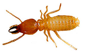 Teligon Pest Control Termites